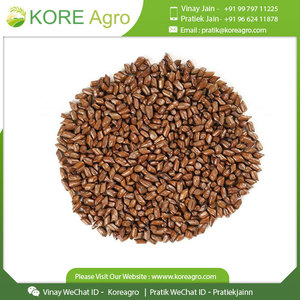 Bán buôn 100% tự nhiên tối ưu chất lượng cassia TORA hạt giống chiết xuất thảo dược từ Hoang Dã phát triển lá gia vị trong trống bao bì - Product Image 5