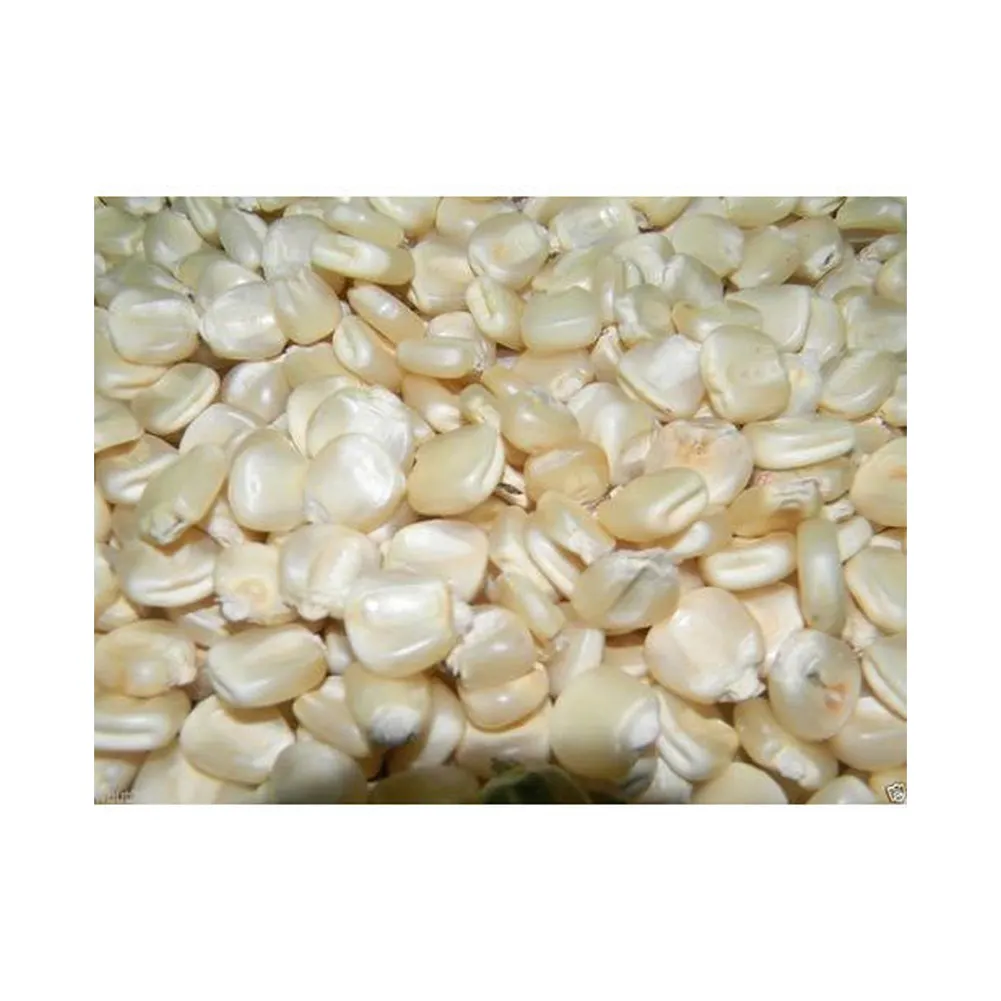 Puur Natuurlijke Zakken Biologische Zoete Droge Babymaïs Witte Maïs Maïs/Beste Kwaliteit 1 Niet-Gmo Witte En Witte Maïs