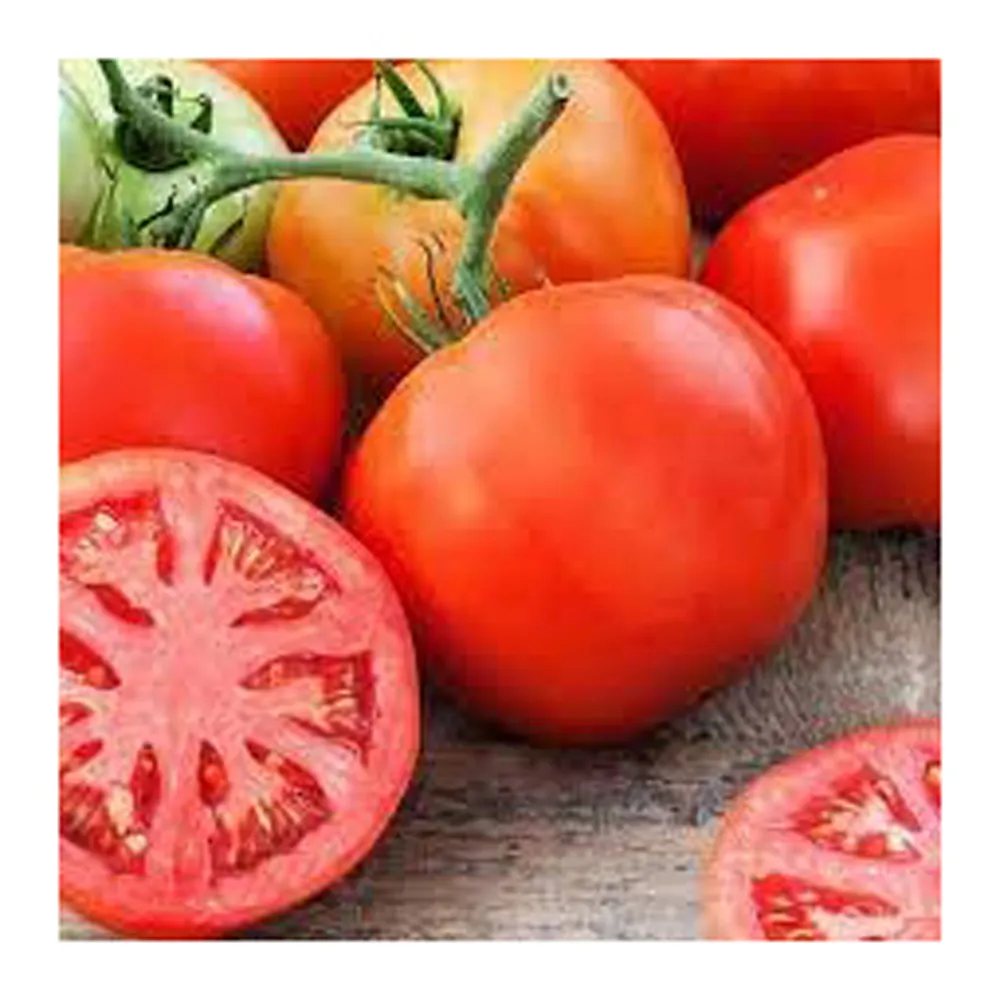 عالية الجودة الطازجة طبل نصف الطماطم التلوين الصانع التعبئة والتغليف بالجملة رخيصة الثمن أفضل الطماطم أفضل