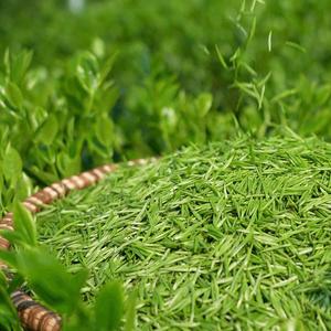 Té Verde Natural de Origen Vietnamita en Empaque a Granel a Buen Precio - Product Image 6