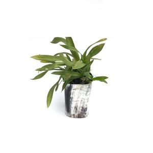 Maceta de cuerno de búfalo Fancy Top Stylist Horn Shape Flower Florero decorativo Maceta Florero Mejor precio - Product Image 2