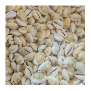 Conchas de cauri pequeñas limpias de Vietnam, superficie pulida blanca natural, secas y vacías, ideales para exportación y comercio artesanal - Product Image 1