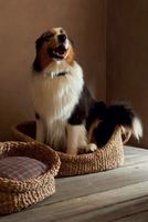 Lits pour animaux de compagnie en jonc de mer tressés à la main, écologiques, anti-humidité, sur mesure, 3 pièces, maison de luxe pour chiens et chats, motif uni, fabriqués au Vietnam, FBA