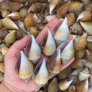 Conchas Strombidae de alta calidad para fabricantes de productos hechos a mano al por mayor, exportadores y comerciantes de decoración - Product Image 6