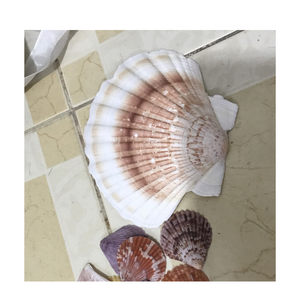 หอยเชลล์เกรดร้านอาหารสำหรับอาหารเรียกน้ำย่อยอาหารทะเลธรรมชาติและฟอกขาว - Product Image 6