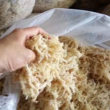 By Wholesale <b>Dried</b> Seamoss <b>Dried</b> Irish <b>Moss</b> Eucheuma Cottonii High Quality - Product Image 6