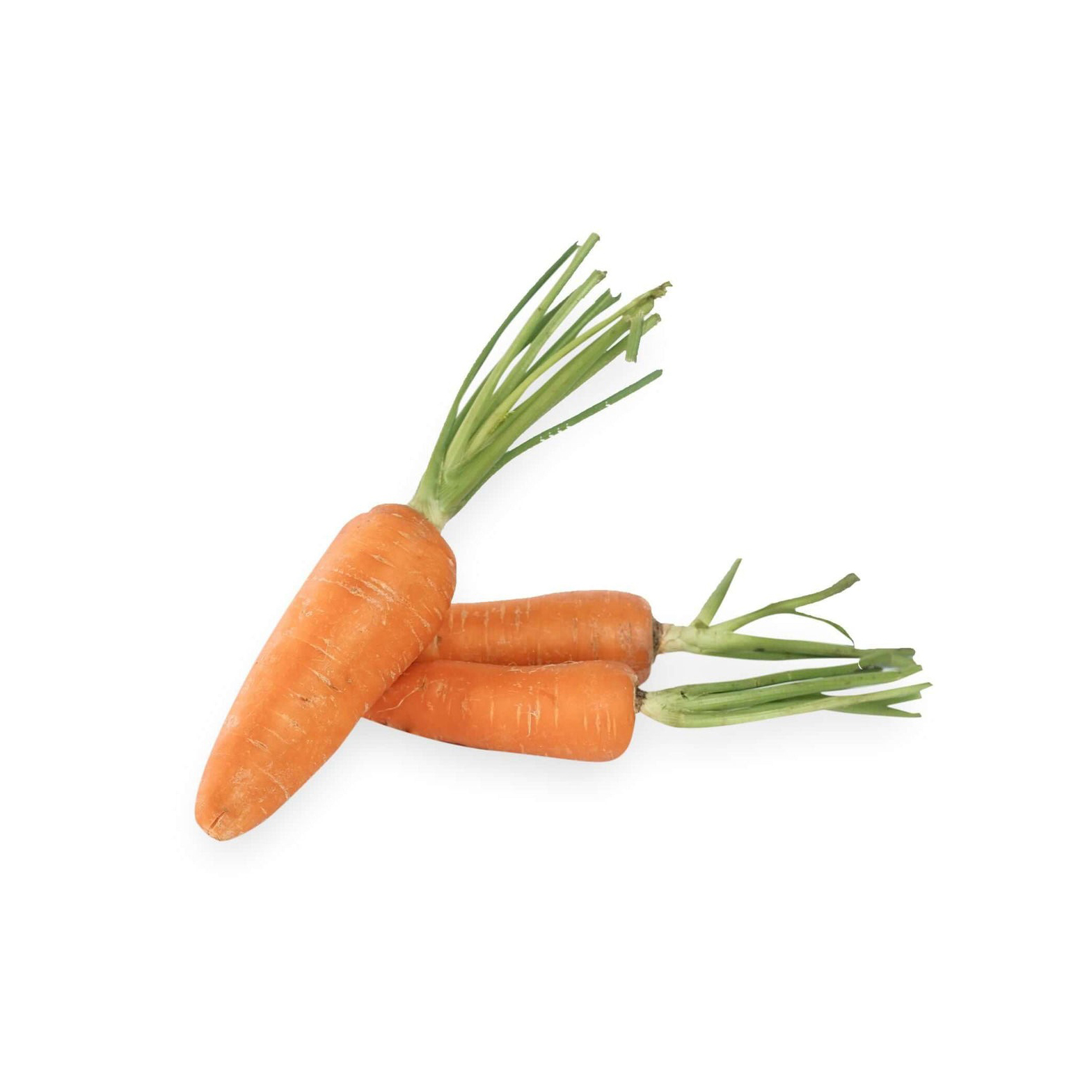 Organic Fresh Carrots in Various Sizes for Wholesale Markets and Retailers