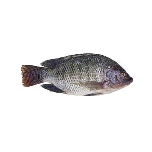 Tilapia Negra Congelada de Producción Profesional, Entera, Crujiente, Salada, Eviscerada y Desescamada, con Suministro Estable para la Venta - Product Image 2