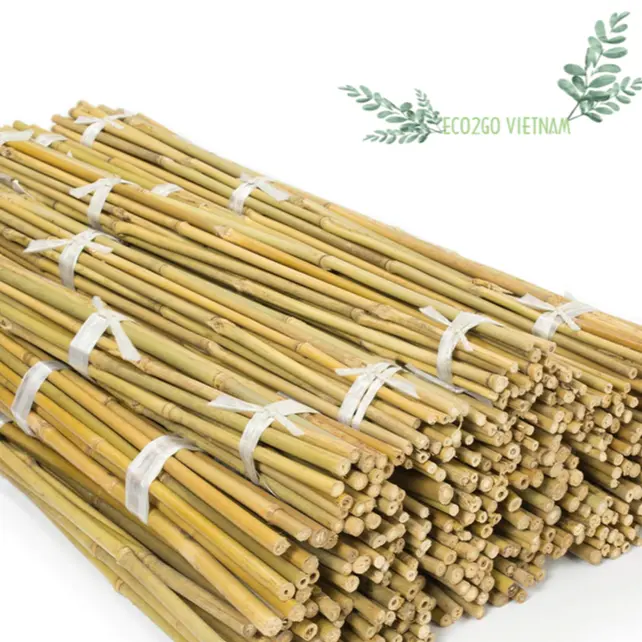 Wholesale 2024 Bamboo Stick Supporting Flower Plant / Bamboo Stick Gardening For Using At Agriculture Made in Vietnam Export