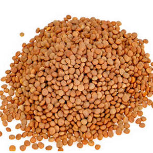 ถั่วเลนทิลแดงแคนาดา ยี่ห้อ Aldera คุณภาพดี ขัดเงา บรรจุ 25 กก. อายุการเก็บรักษา 2 ปี พร้อมจำหน่าย - Product Image 1