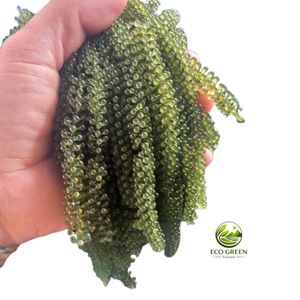 Raisins de mer naturels, superaliment marin frais, qualité alimentaire, vente en gros, usine du Vietnam - Product Image 2
