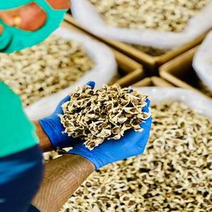 ISO Certified Premium Quality Moringa Seed Extract Manufactured <b>with</b> Wild-Cultivated Dried Seeds - Product Image 5