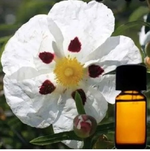 Aceite esencial Cistus al por mayor de La India puro 10ml 30ml 100mL 200ml botellas de aceite nutritivo para la piel de hojas tipo de suministro OEM - Product Image 1