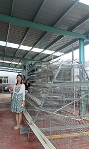 Gabbie per Galline Ovaiole con Capacità di <span class=keywords><strong>2000</strong></span> Polli, Acciaio Zincato a Caldo, Lunga Durata, Nuova Attrezzatura Manuale per l'Allevamento di Polli - Product Image 2