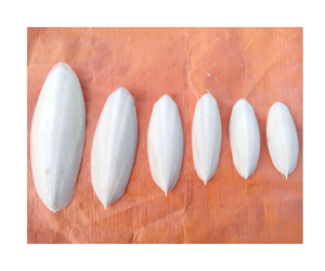 CUTTLEFISH BONE สําหรับอาหารสัตว์เลี้ยง ราคาถูกที่สุดในตลาด เป็นทางเลือกที่ดีสําหรับคุณจากเวียดนาม - Product Image 1