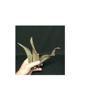 Naturel Ram Corne/Moutons Corne En Vrac Quantité disponible pour vente pour personnalisé emballage unique Offre Spéciale produit - Product Image 1