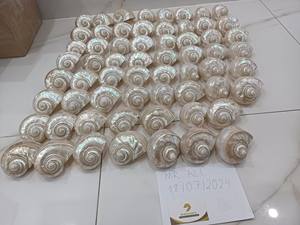 Venta caliente de alta calidad pulido verde Turbo Shell Turbo Pearl Shell artesanía de Vietnam - Product Image 2