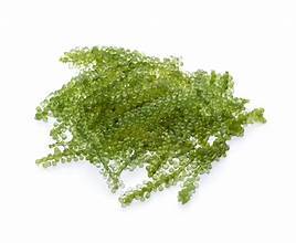 ALGAS MARINAS DE UVA COSECHADAS SILVESTRES/HORTALIZAS MARINAS/SIN ADITIVOS/INGREDIENTES SIMPLES - Product Image 2