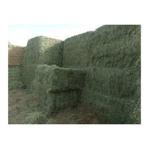 Heno de pasto Rhodes de primera calidad en fardos, suministro a granel para grandes pedidos comerciales - Product Image 1