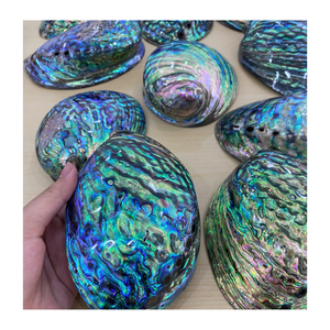 Art de la coquille d'ormeau - Coquille d'ormeau polie et brute pour l'artisanat et la conception, coquille d'ormeau naturelle pour l'artisanat - Product Image 1