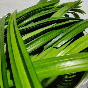 Hojas de pandan de alta calidad de grado premium, venta al por mayor, precio más barato, hoja de pandan producida por la mejor fábrica - Product Image 4