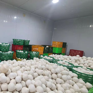 มะพร้าวเบนเต้เวียดนามแท้ พรีเมียม คุณภาพเยี่ยม สดใหม่ระดับโลก อายุการเก็บรักษา 60 วัน - Product Image 1