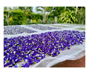 ดอกกระเพาะผีเสื้อเวียดนามเกรดส่งออก แห้ง - สมุนไพรชาสีฟ้าสะอาด สำหรับการผลิตเครื่องดื่มจำนวนมาก ดอกกระเพาะผีเสื้อ - Product Image 2