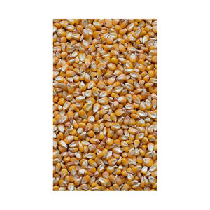 Maíz amarillo seco no GMO, maíz blanco para alimentación humana y Animal, asequible - Product Image 1