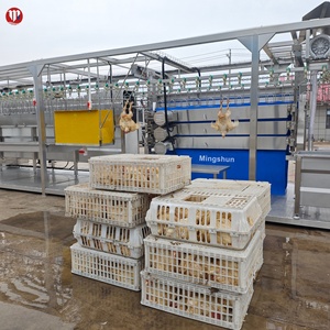 Équipement de Découpe de Poulets Local aux Philippines, Ligne de Production de 300 à 800 Poulets, <span class=keywords><strong>Prix</strong></span> Bas, Aucun Installation Requise - Product Image 2