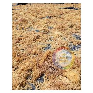 Musgo irlandés de algas para exportación/suministro de gran cantidad de EUCHEUMA seco a precio competitivo - Product Image 1