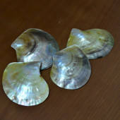 Conchas de nácar premium: belleza natural, precios competitivos, calidad superior, ideal para la fabricación de joyas y la decoración del hogar - Product Image 3
