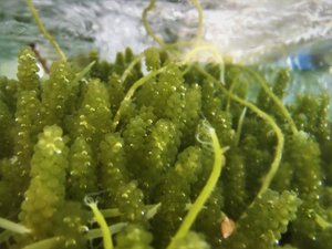 Alga marina de uva de mar orgánica certificada-Calidad superior, rica en antioxidantes - Product Image 3