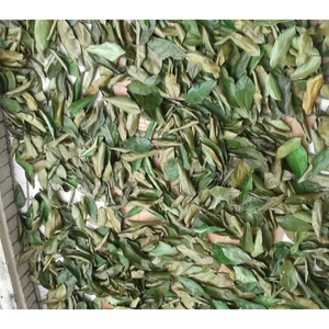 HOJAS DE URENTA SECAS Enteras | Wildcrafted, recogidas a mano y secadas al aire | Annona Muricata - Product Image 1