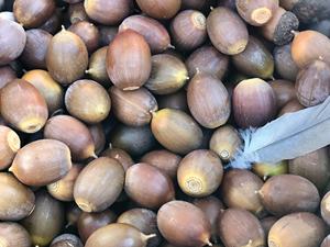 Organic Premium Grade Dried Acorns for Sale - Product Image 3