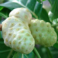 FRUITS NONI VIETNAMIENS FRAIS/AUTHENTIQUE ET NATUREL/FABRIQUÉ AU VIETNAM