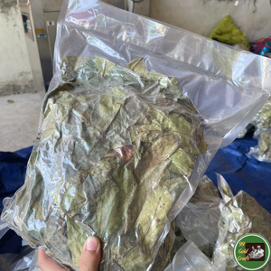 Feuilles de corossol séchées soigneusement sélectionnées, matière première botanique pour le mélange de thé et l'utilisation en boisson, en provenance du Vietnam - Product Image 1