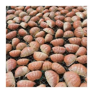 Vajilla artesanal de concha de cangrejo única, cuencos y platos de comida elegantes y respetuosos con el medio ambiente para una vida verde y sostenible - Product Image 1