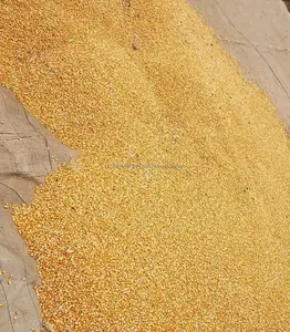 黄色いトウモロコシの穂軸の真空パックされた非GMOトウモロコシ甘いワクシーフレッシュコーン動物飼料の大量供給のために黄色いトウモロコシを食べる準備ができています