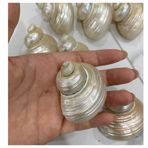 Turbo Burgess Seashells 4-6 cm Natural pulido, perfecto para joyería DIY, suministros para manualidades, centros de mesa de boda y regalos - Product Image 4