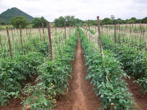 MICRO LIN 16 MM 1,0 LPH 12 MIL 0,30 MM GOTEO LATERALES ESPACIO 20 CM - Product Image 3