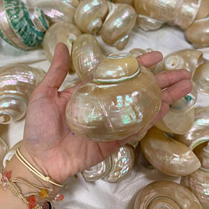 เปลือกหอยเทอร์โบสีเบอร์เบิร์กสุดหรูงานฝีมือจากธรรมชาติเทคนิคการขัดเงาของเวียดนามงานฝีมือตกแต่งสไตล์สัตว์ - Product Image 1