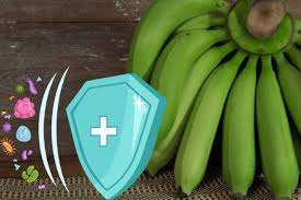 Producción profesional 100% plátanos Cavendish frescos de Vietnam cosechados con plátanos Good Choice - Product Image 6