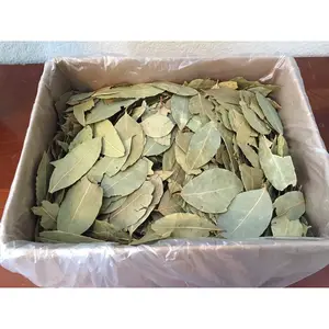 Vente chaude de haute qualité feuilles de laurier séchées meilleur prix feuilles de laurier séchées pour la cuisine du Vietnam