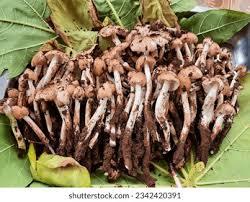 Champignon de termite séché naturel de qualité supérieure pour la vente en gros prix bon marché - Product Image 2