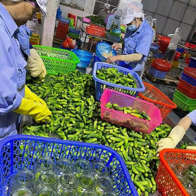 High Quality Canned Cucumbers Pickled Gherkins Whole 4-7 6-9 9-12cm Salt Preserved Drum Packaging Sour Flavor Vietnam 2 Year