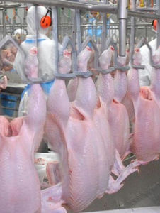 Poulet entier congelé halal de haute qualité |   Poulet entier de qualité supérieure, emballé sous vide, origine américaine, approvisionnement en gros - Product Image 5