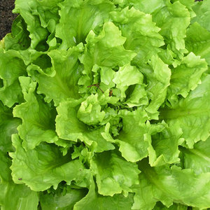 Fournisseur en gros de chicorée d'endives: Légumes à feuilles amères de qualité supérieure les plus vendus - Product Image 1