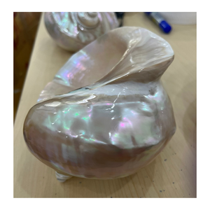 Exportateur du Vietnam 99 Gold Data offre une coquille de conque verte et blanche pour la décoration murale de boîtes-cadeaux et les conceptions de coquille - Product Image 5