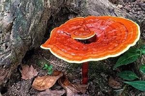 Champignons Lingzhi séchés de haute qualité pour les fêtes - Product Image 5