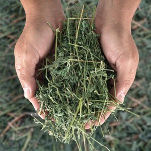 Alfalfa Hay With Fresh Color And Aroma Alfalfa Hay Prepared In Bales And Stored For Export Quality Supply - Product Image 2